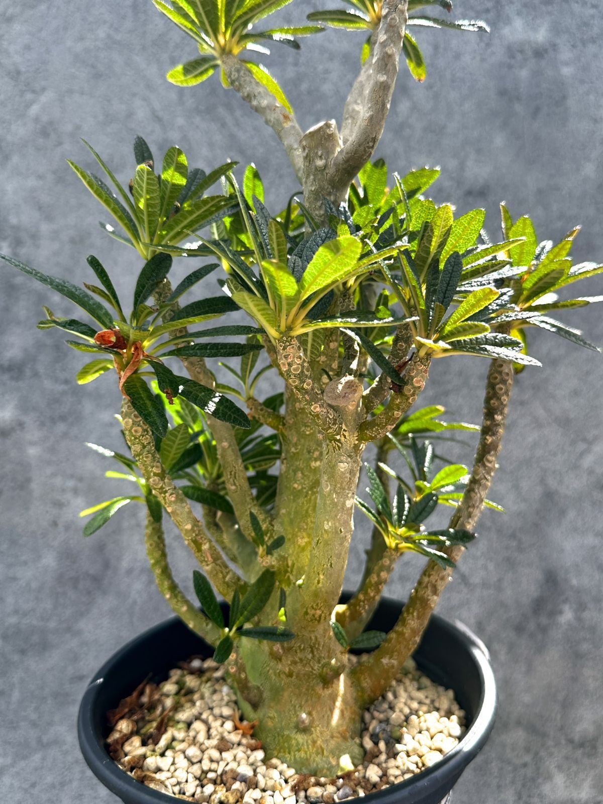 現品限り】ドルステニア・ギガス 挿し木 大株【G37】 Dorstenia gigas