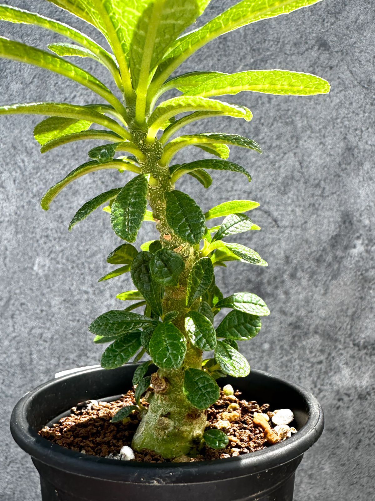 現品限り】ドルステニア・ギガス 実生【G20】 Dorstenia gigas - メルカリ