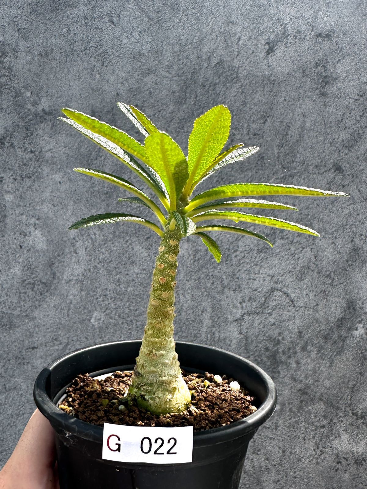 現品限り】ドルステニア・ギガス 実生【G22】 Dorstenia gigas - メルカリ