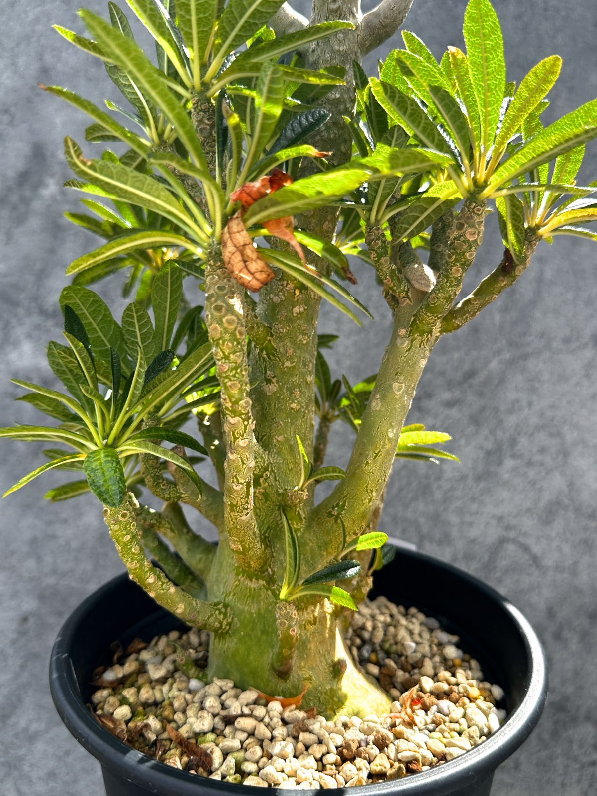 現品限り】ドルステニア・ギガス 挿し木 大株【G37】 Dorstenia gigas