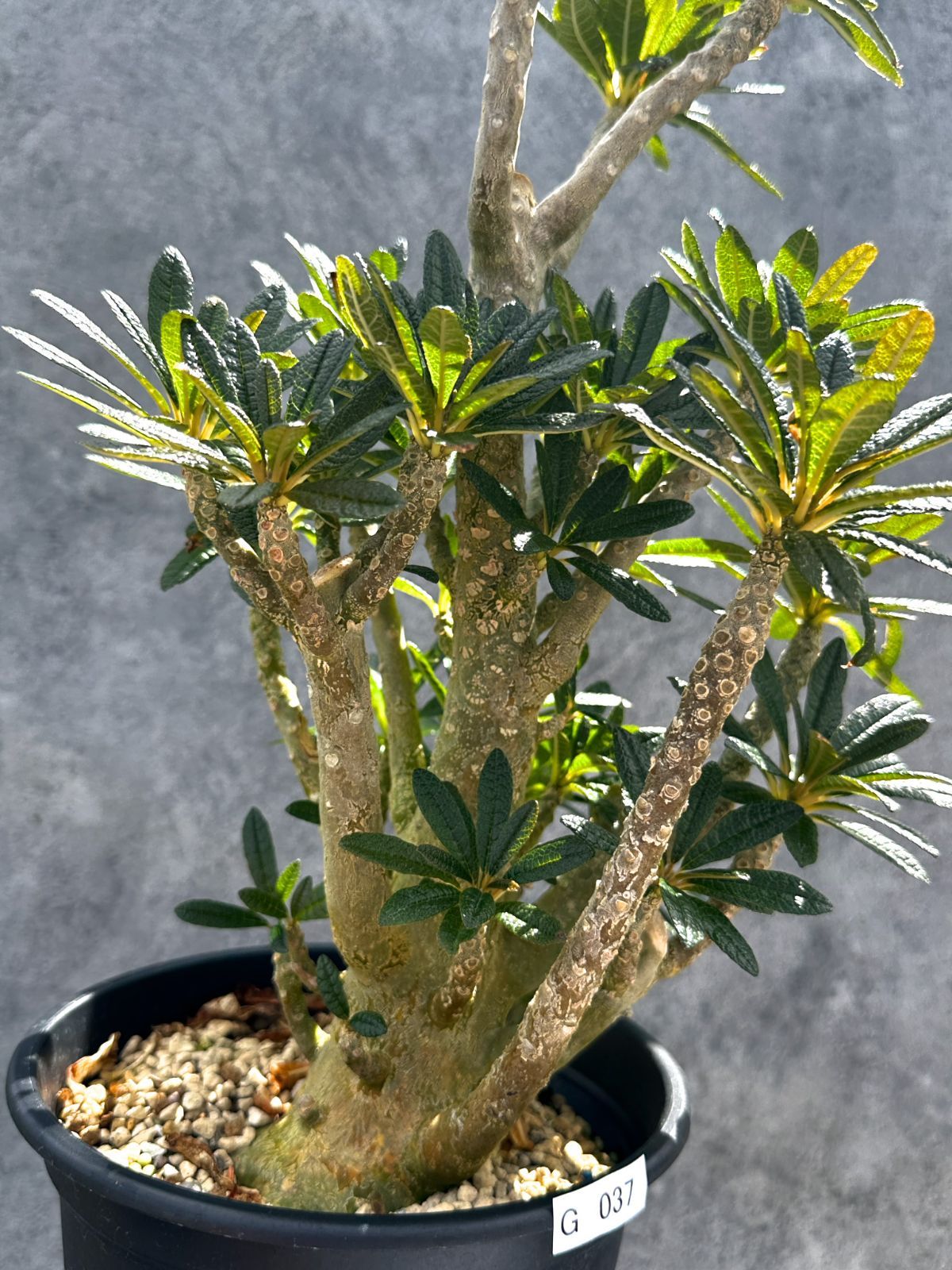 現品限り】ドルステニア・ギガス 挿し木 大株【G37】 Dorstenia gigas