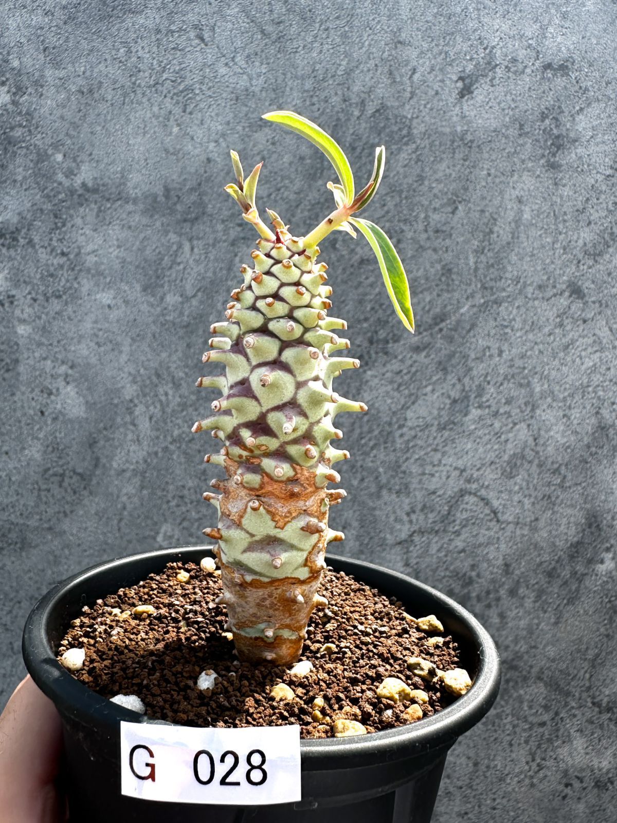 【現品限り】ユーフォルビア・ロンギツベルクローサ 実生【G28】 Euphorbia longituberculosa