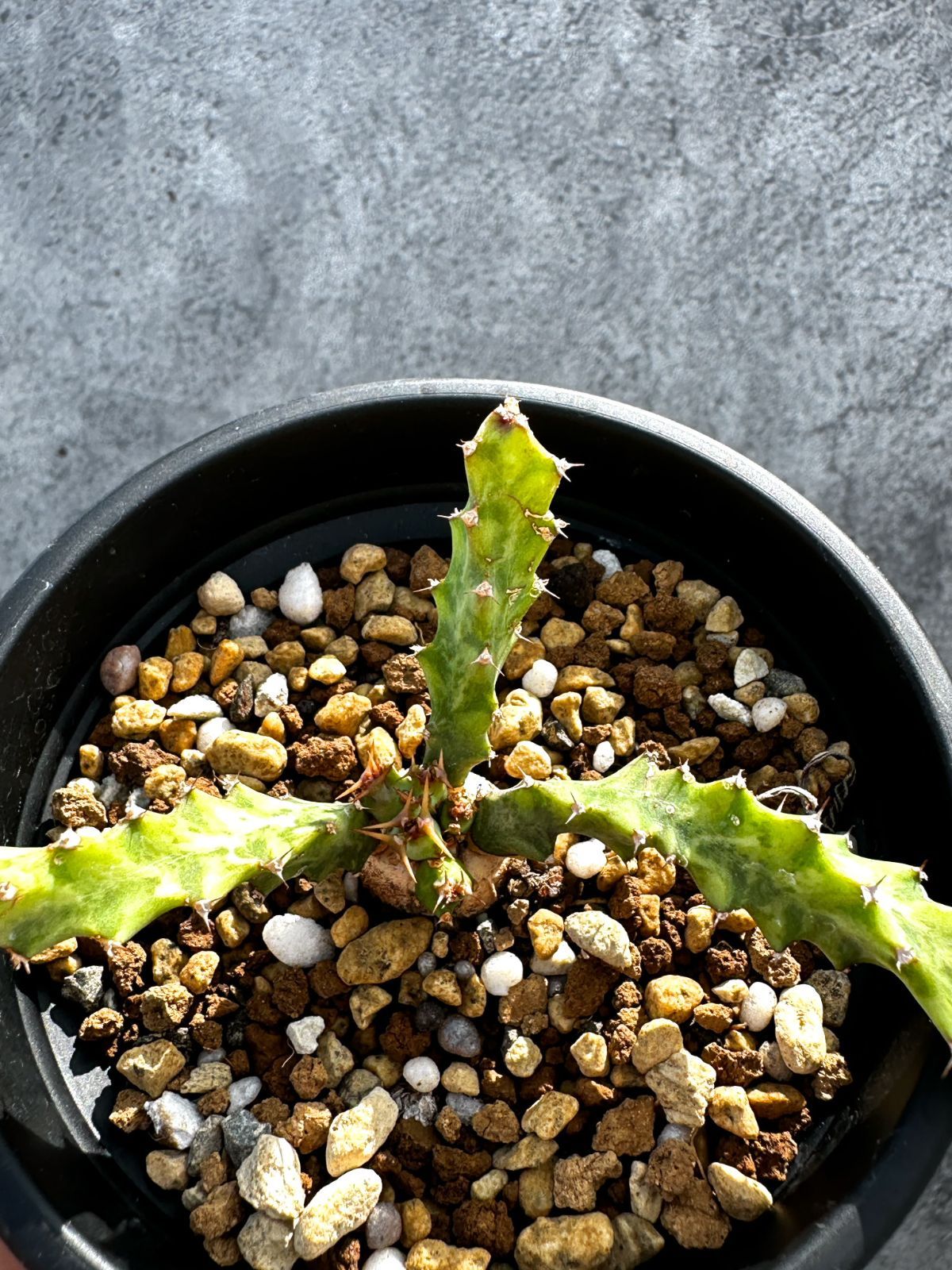 観葉植物 ユーフォルビア クラビゲラ 実生