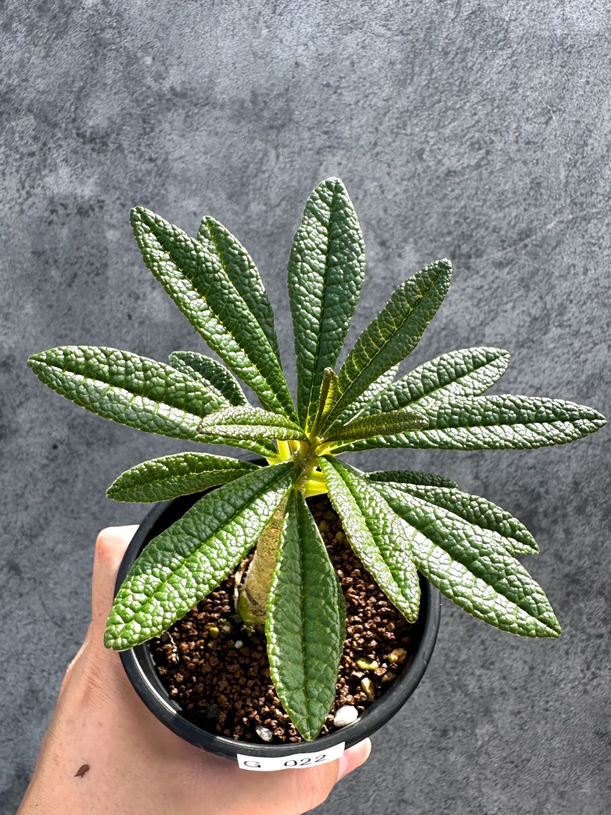 現品限り】ドルステニア・ギガス 実生【G22】 Dorstenia gigas - メルカリ
