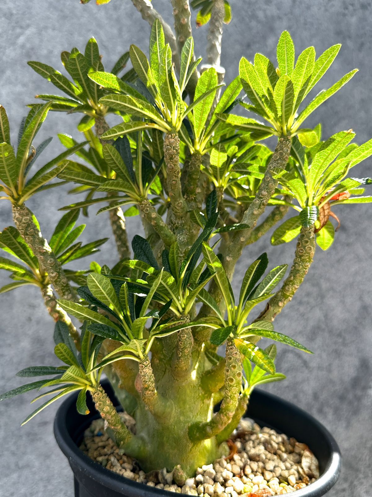 現品限り】ドルステニア・ギガス 挿し木 大株【G37】 Dorstenia gigas