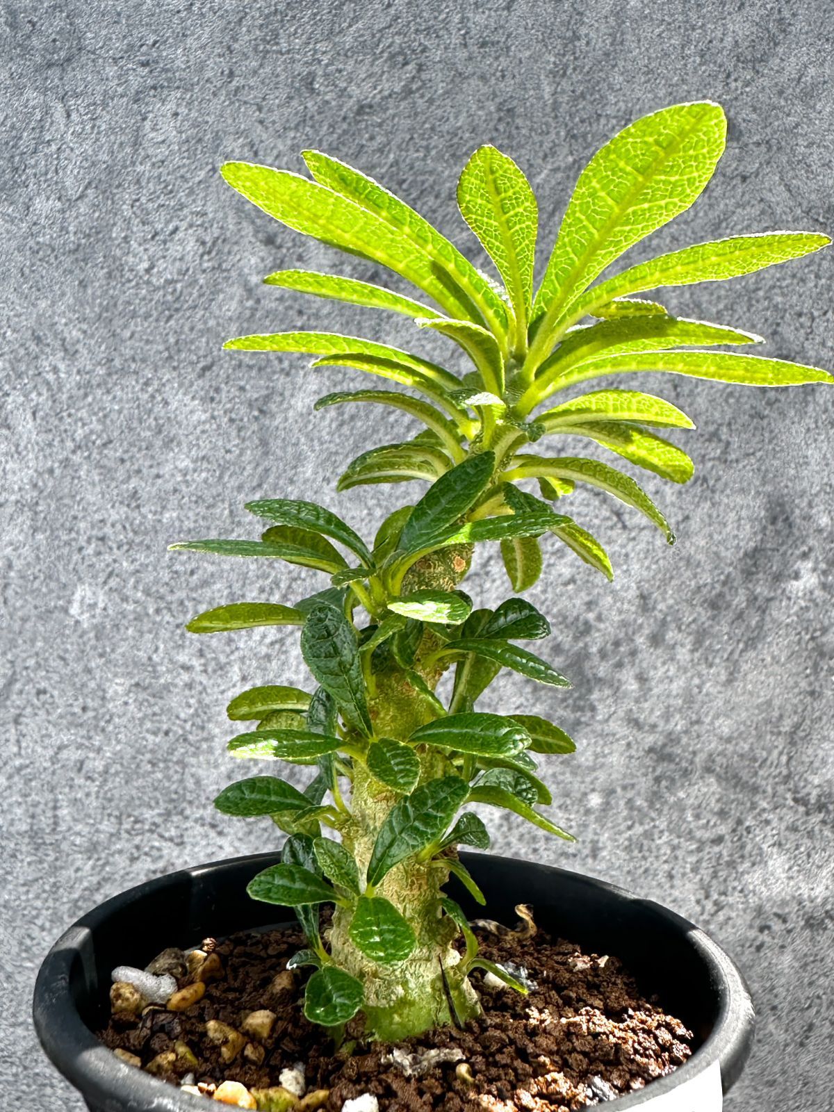 現品限り】ドルステニア・ギガス 実生【G20】 Dorstenia gigas - メルカリ