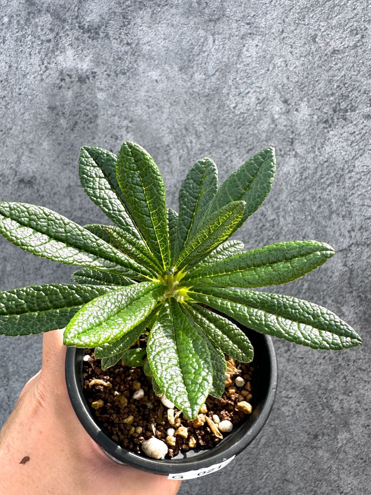 現品限り】ドルステニア・ギガス 実生【G21】 Dorstenia gigas - メルカリ