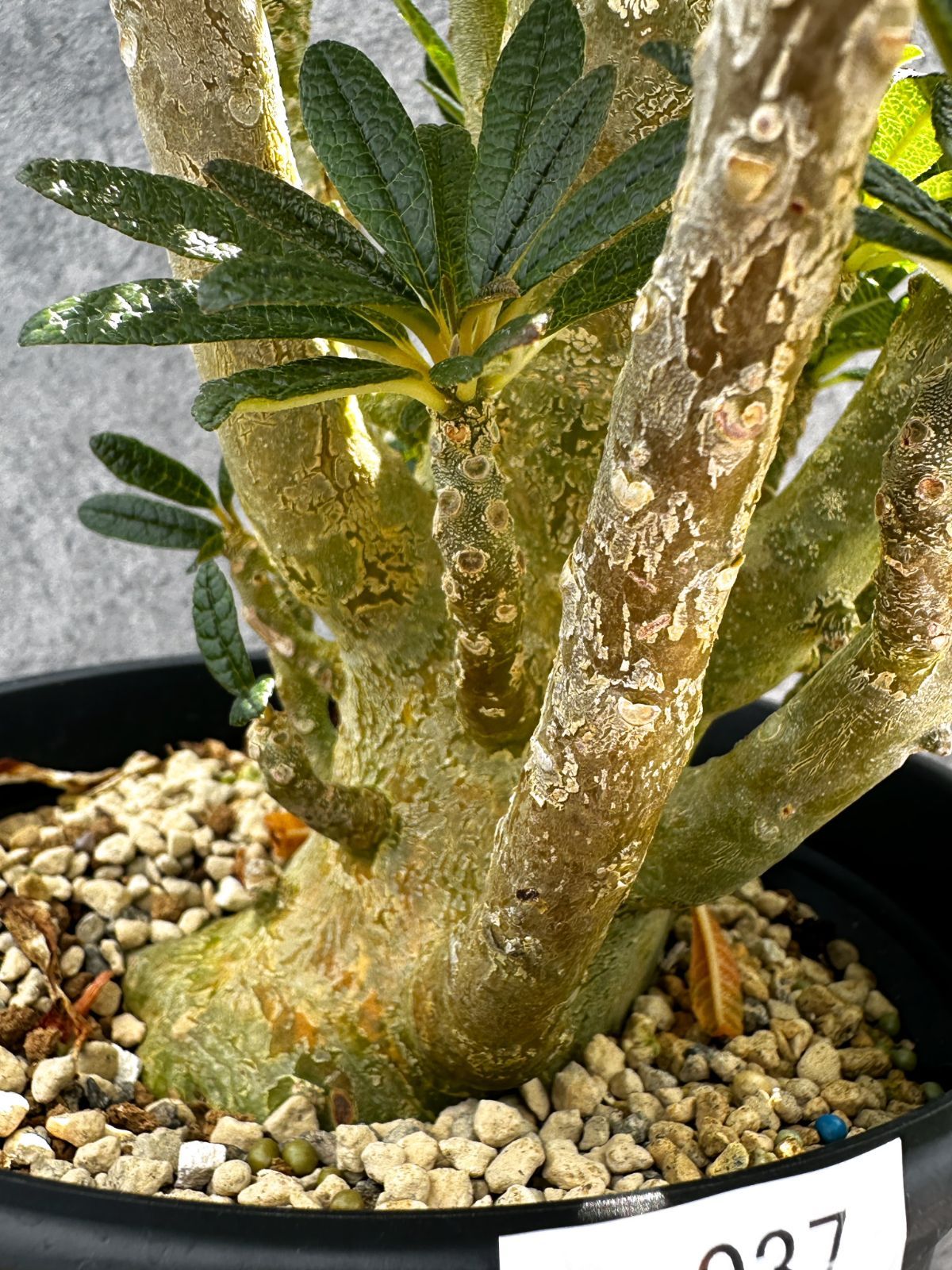 現品限り】ドルステニア・ギガス 挿し木 大株【G37】 Dorstenia gigas