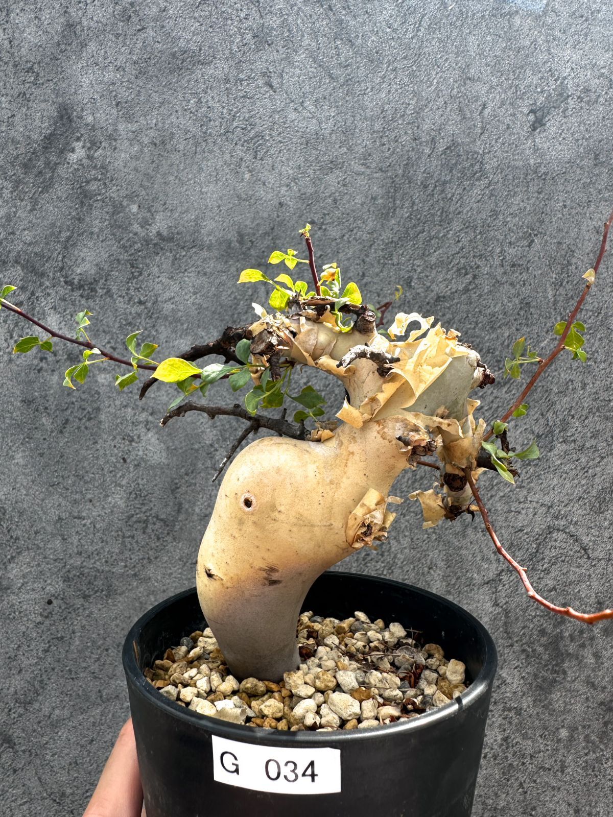 【現品限り】コミフォラ・カタフ ソマリア ピュア 現地株 発根済み 独特な形【G34】 Commiphora kataf Somalia