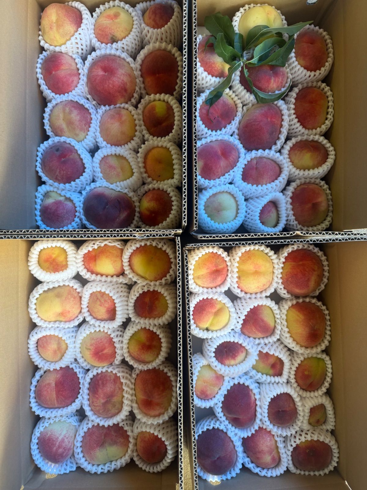 食品 本日発送です。固めの桃。写真現物。ラストです。4キロ箱✖️2