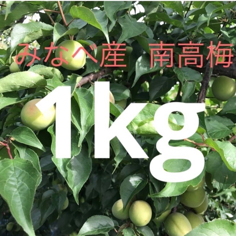 最終】希少特大！和歌山みなべ産 紀州南高梅 青梅 1kg - メルカリ