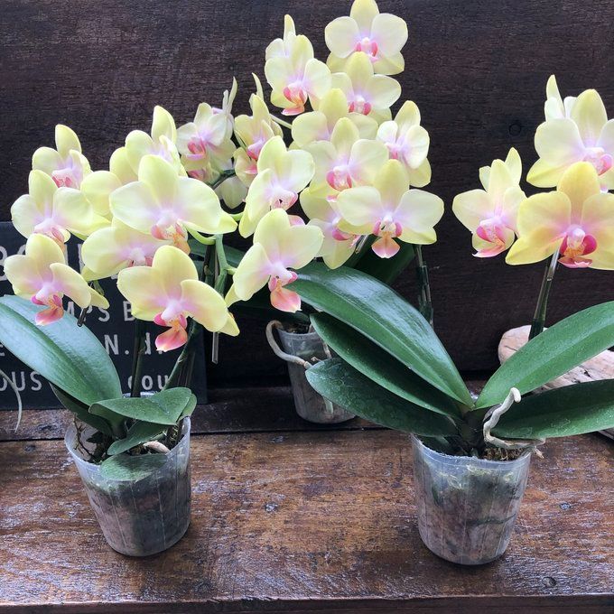 ポットごと イエローピンク胡蝶蘭 ミディ 観葉植物 - メルカリ