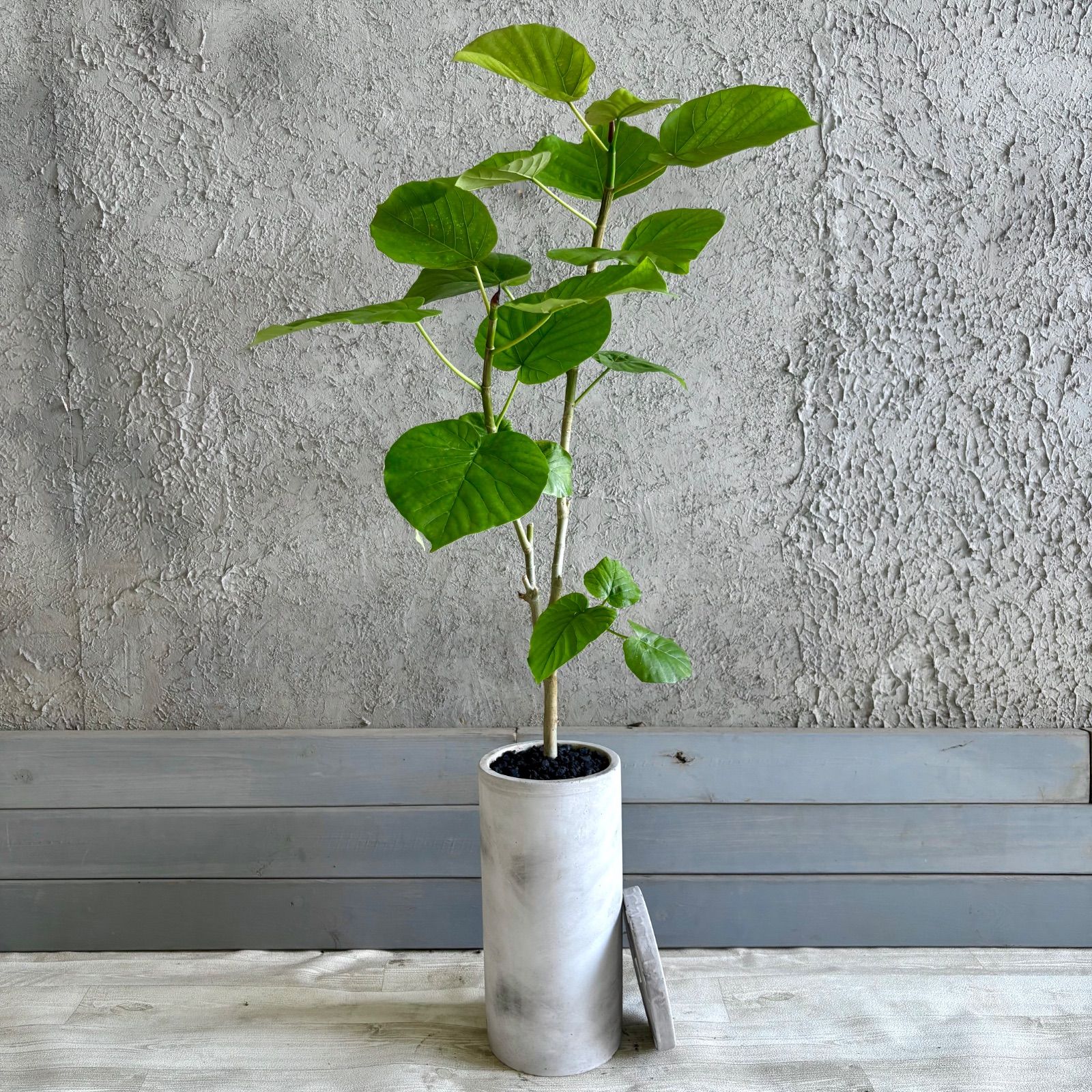 【厳選された植物と鉢】美形　フィカス　ウンベラータ　5号　テラコッタ性鉢植え　ホワイト　受け皿付き