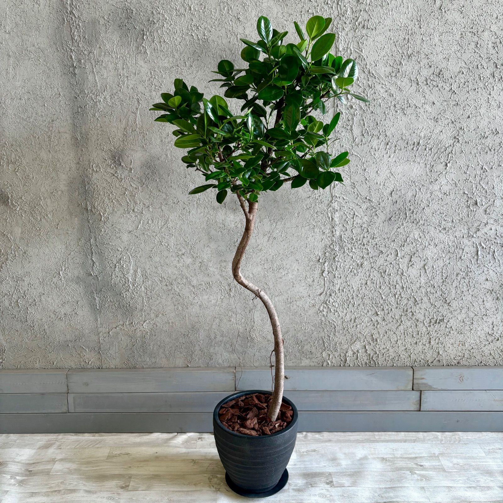 超メルカリ市祭　ガジュマル　美樹形　観葉植物 大型 幹太 美形 ガジュマル 10号 テラコッタ鉢植え アンティーク風