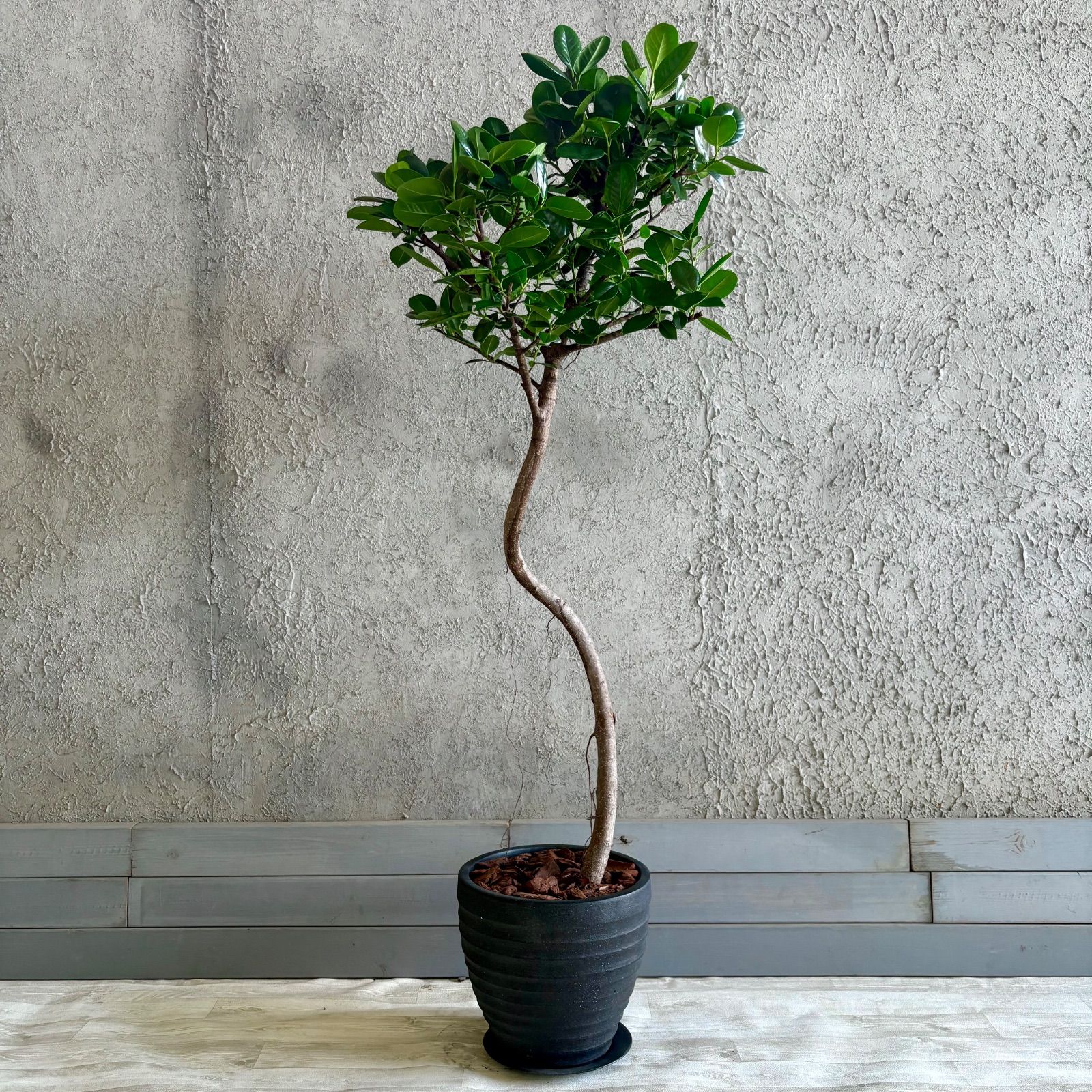 大型 幹太 美形 ガジュマル 10号 テラコッタ鉢植え アンティーク風