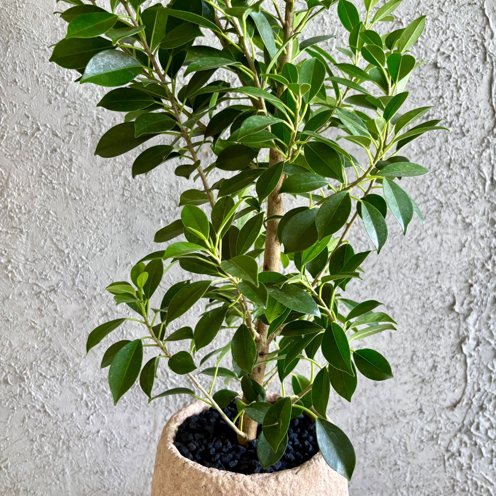 美形 ガジュマル 6号 テラコッタ性鉢植え ベージュ 受け皿付き - メルカリ