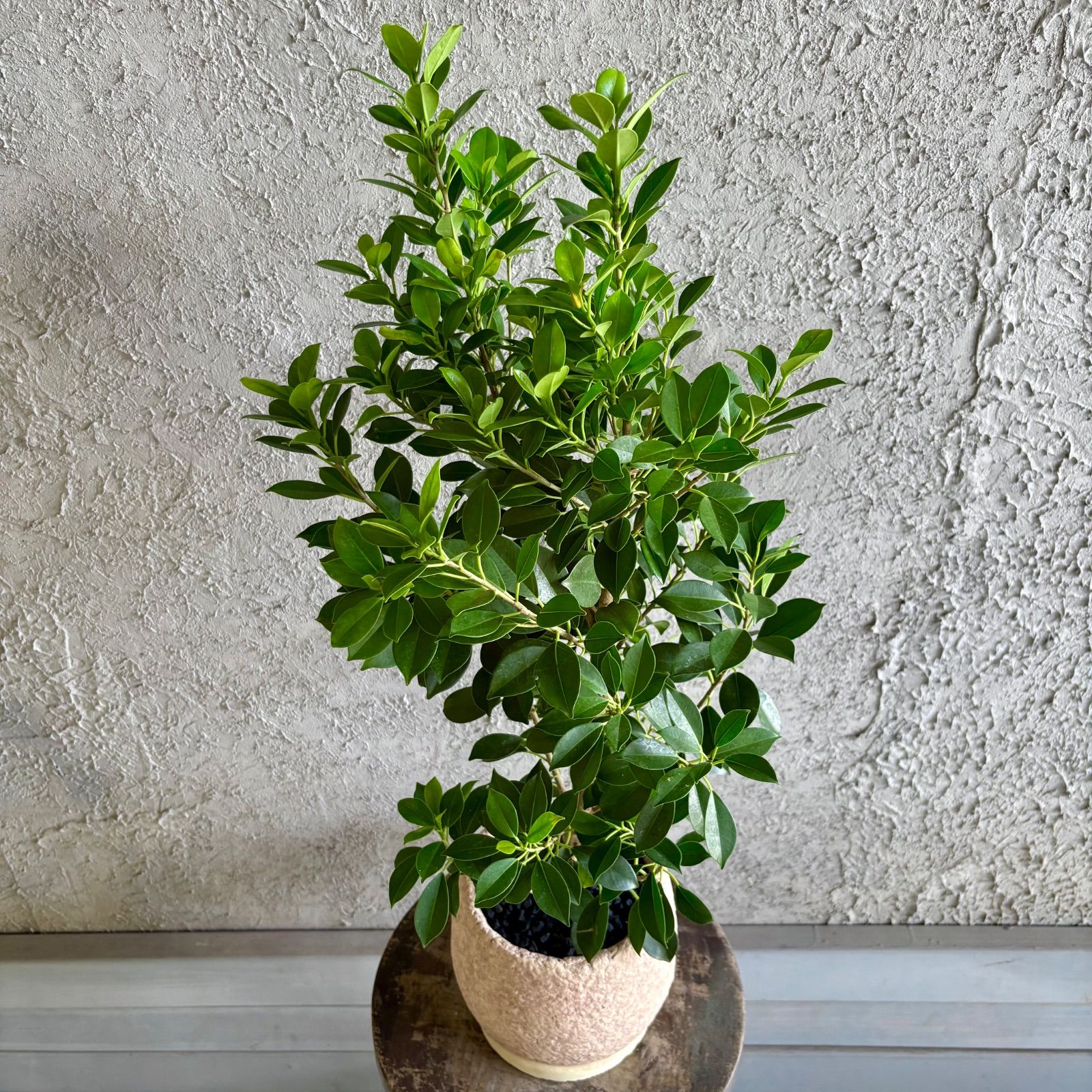 超メルカリ市祭　ガジュマル　美樹形　観葉植物 美形 ガジュマル 6号 テラコッタ性鉢植え ベージュ 受け皿付き - メルカリ