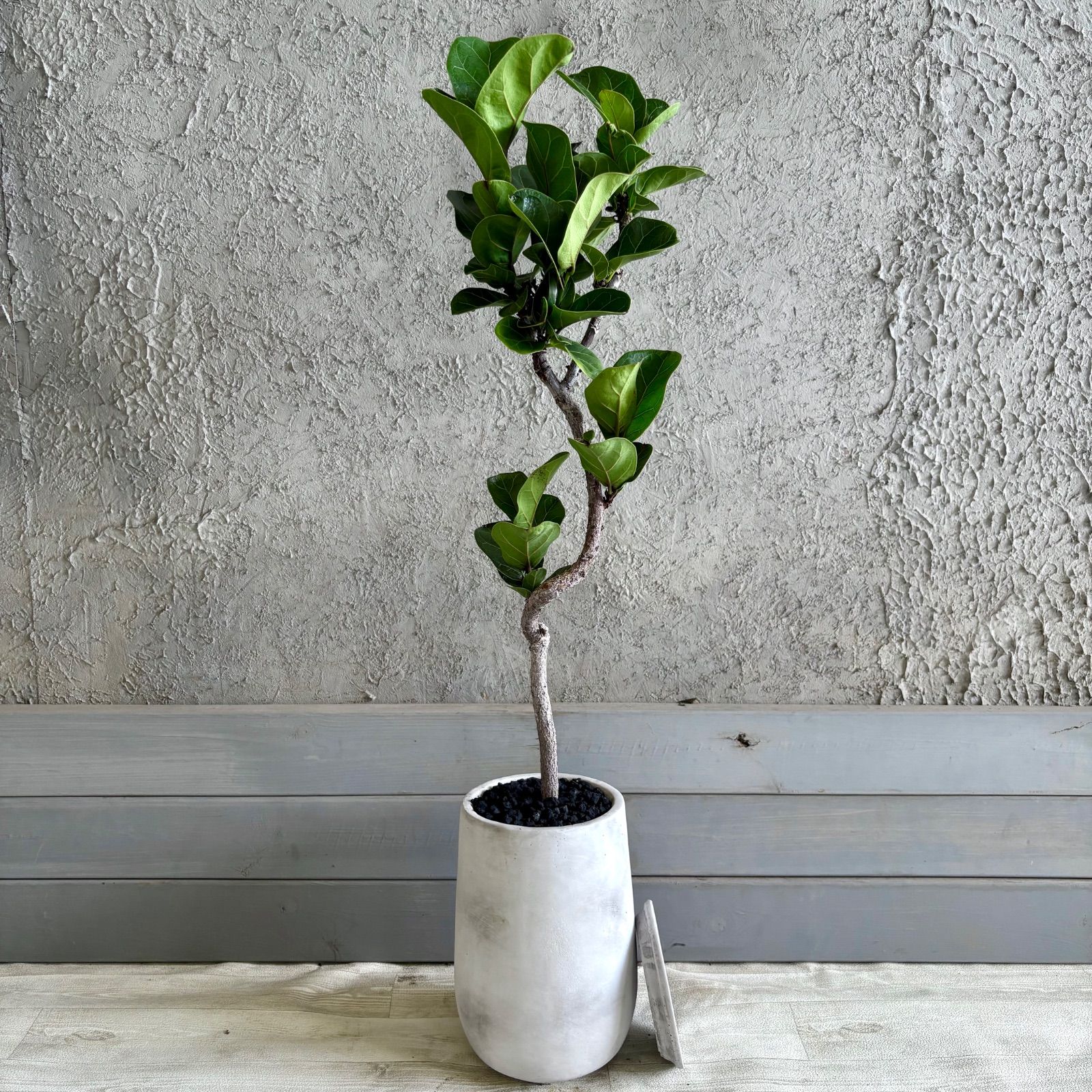 【厳選された植物と鉢】美形　フィカス　リラータ　カシワバゴムノキ　6号　テラコッタ性鉢植え　ホワイト　受け皿付き