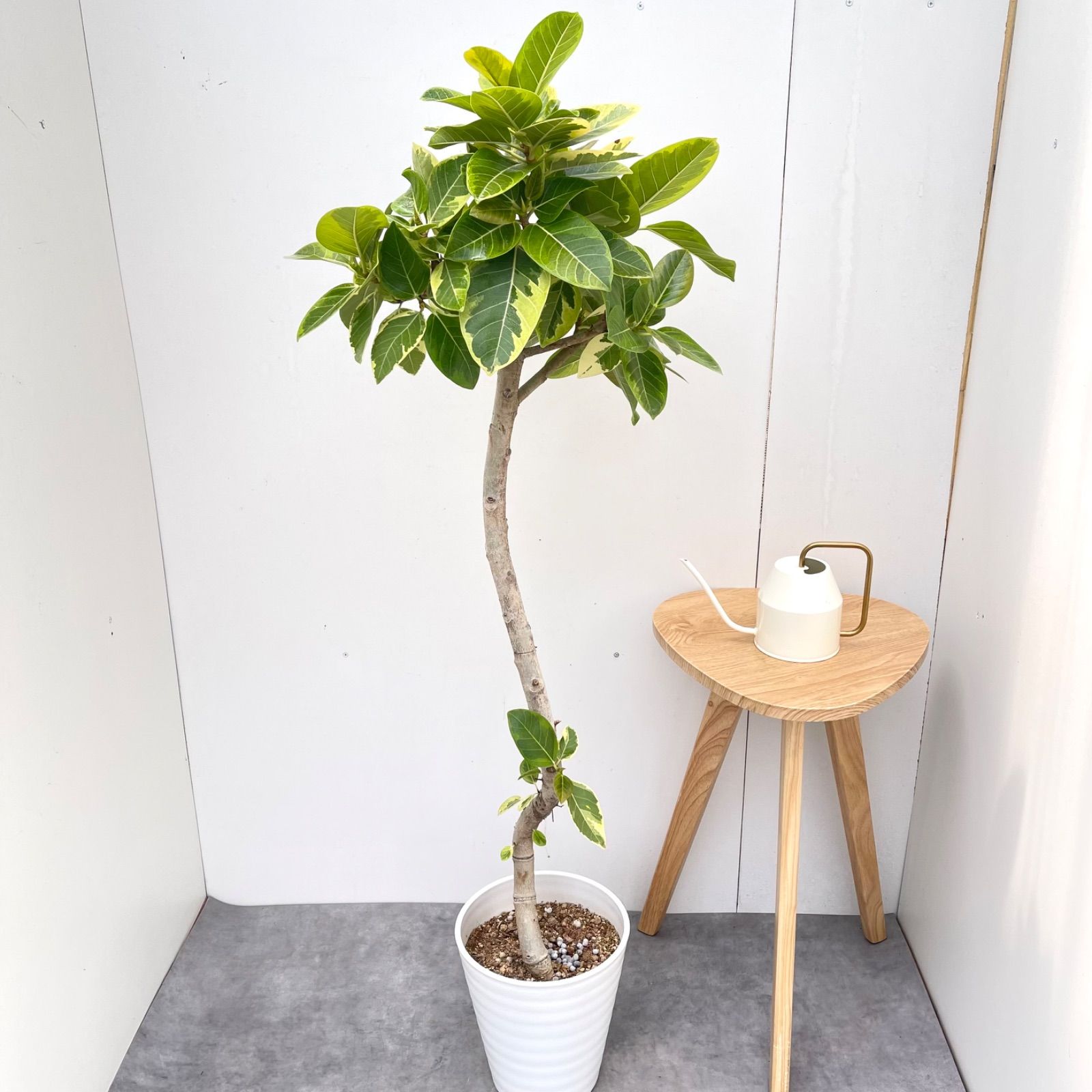 フィカス　アルテシマ　曲がり　33【現品】観葉植物　室内　大型