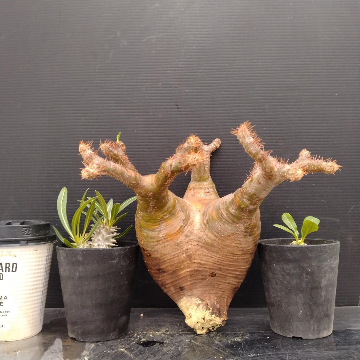F194 「イベント品」P.グラキリスM・P.ホロンベンセ実生・P.恵比寿笑い実生　抜き苗+鉢植え3株セット【発根未確認・多肉植物・塊根植物】