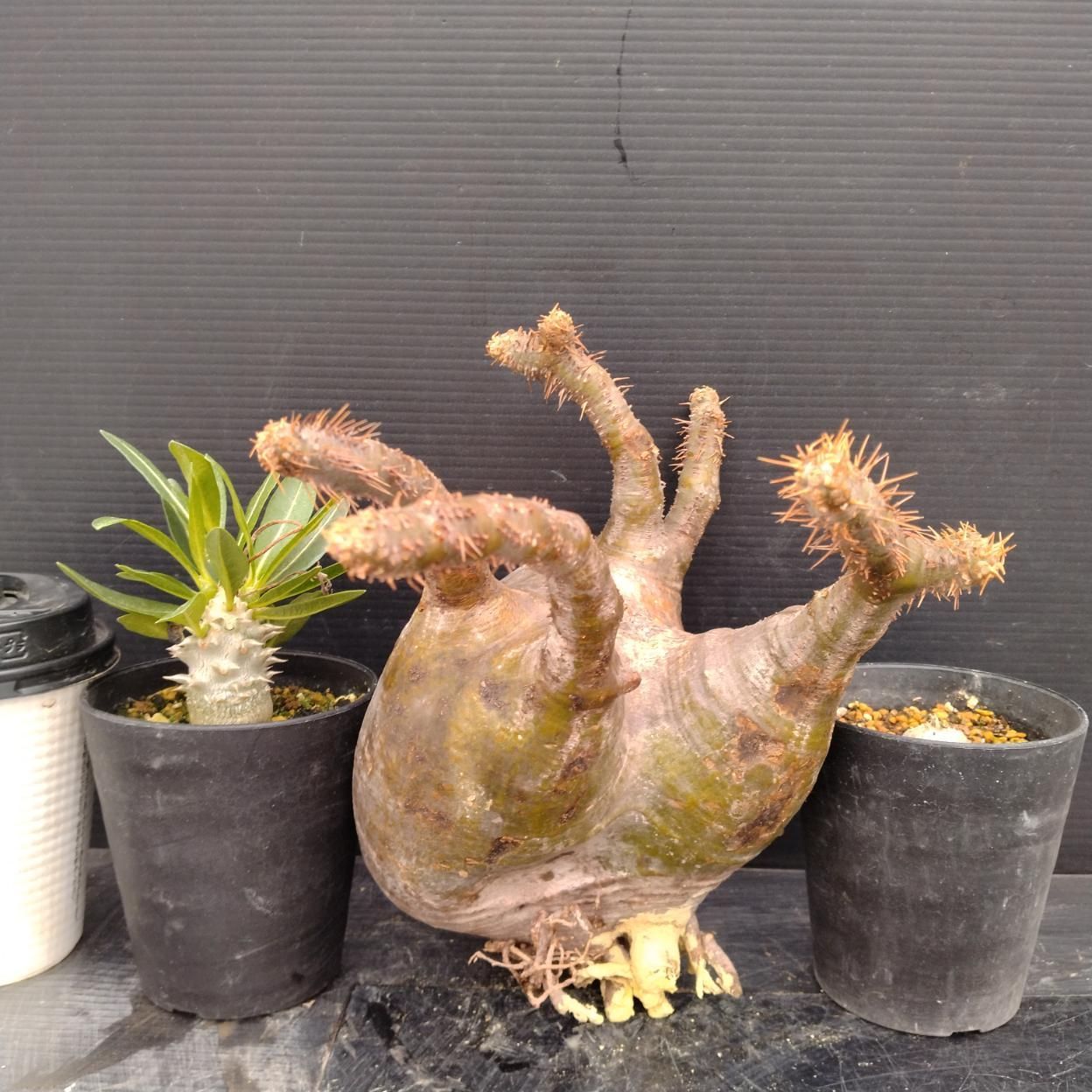 F195 「イベント品」P.グラキリスM・P.ホロンベンセ実生・P.恵比寿笑い実生　抜き苗+鉢植え3株セット【発根未確認・多肉植物・塊根植物】