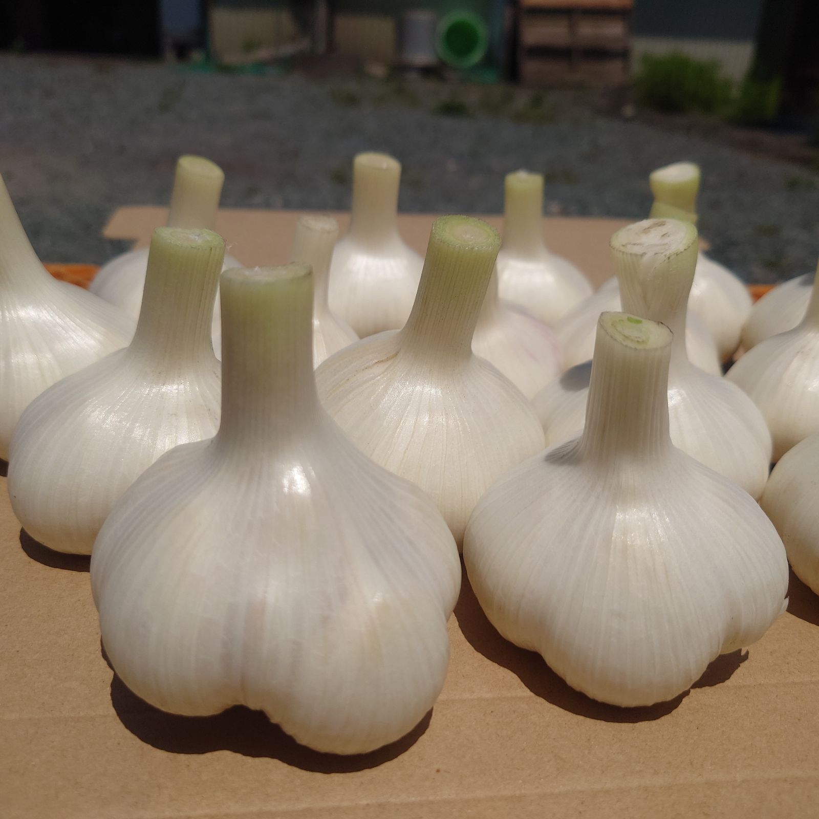 '26年産 ふれあい農園 低農薬 生にんにく3kg ホワイト6片 L~2L 青森県産 26年産 低農薬 生にんにく 3kg L～2L - メルカリ