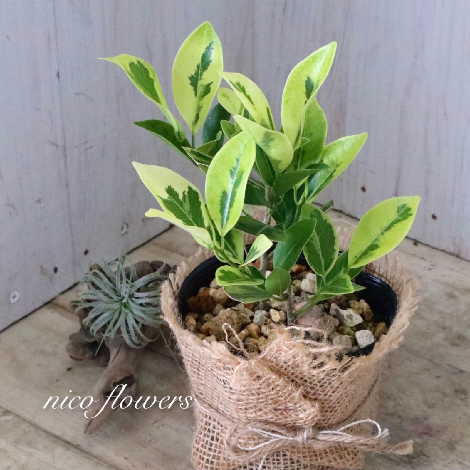 希少♡斑入り♡ガジュマル♡観葉植物♡ - メルカリ