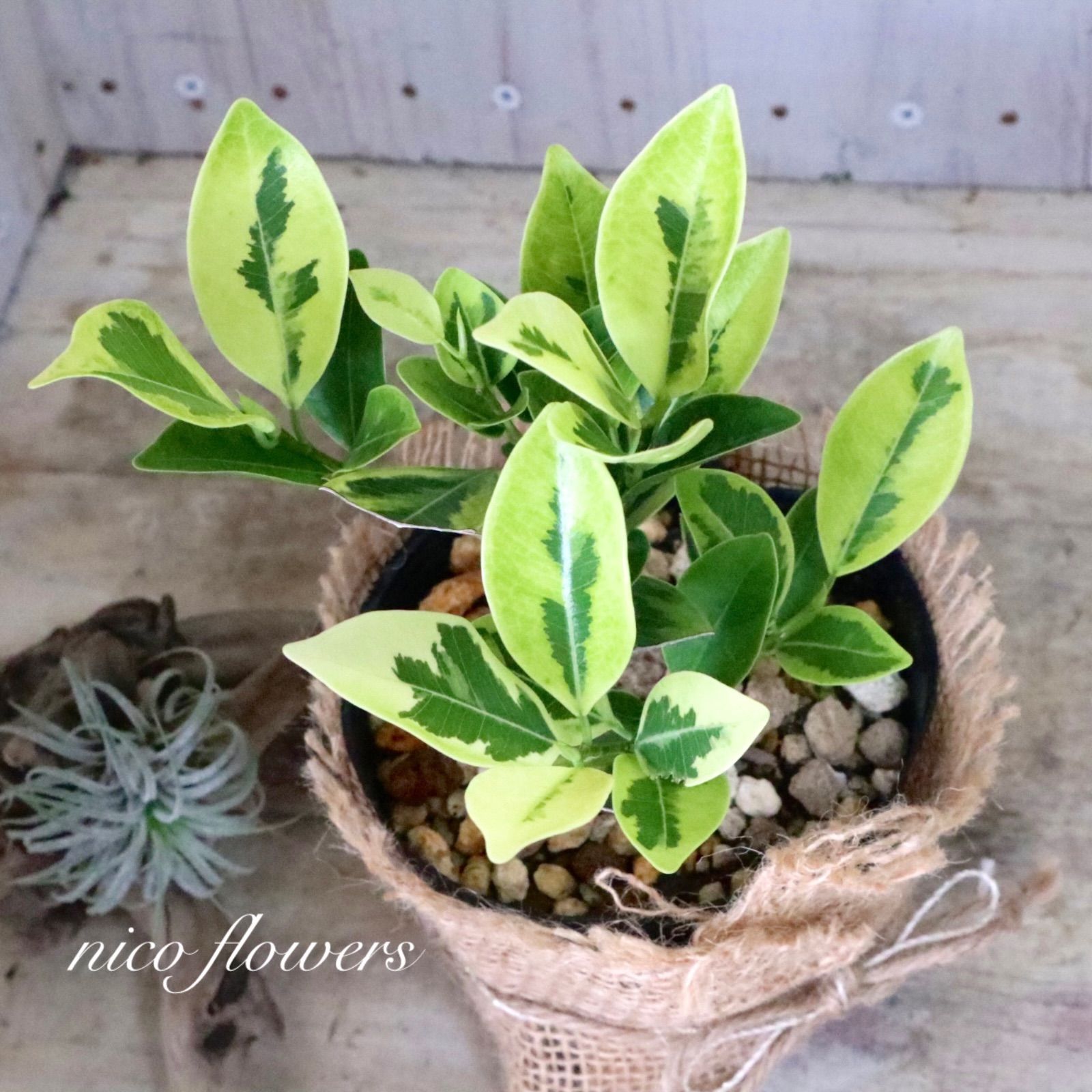 希少♡斑入り♡ガジュマル♡観葉植物♡ - メルカリ