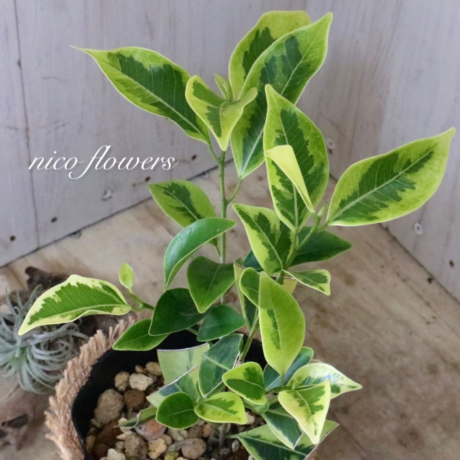 希少♡斑入り♡ガジュマル♡観葉植物♡ - メルカリ