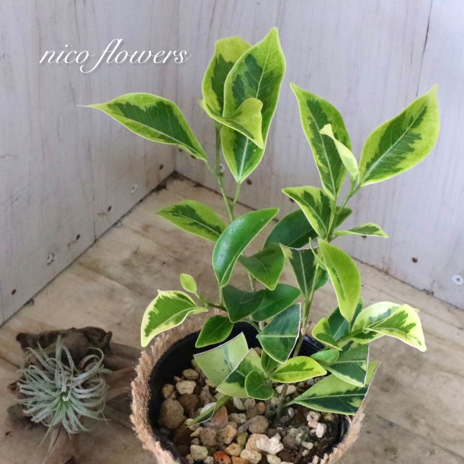希少♡斑入り♡ガジュマル♡観葉植物♡ - メルカリ