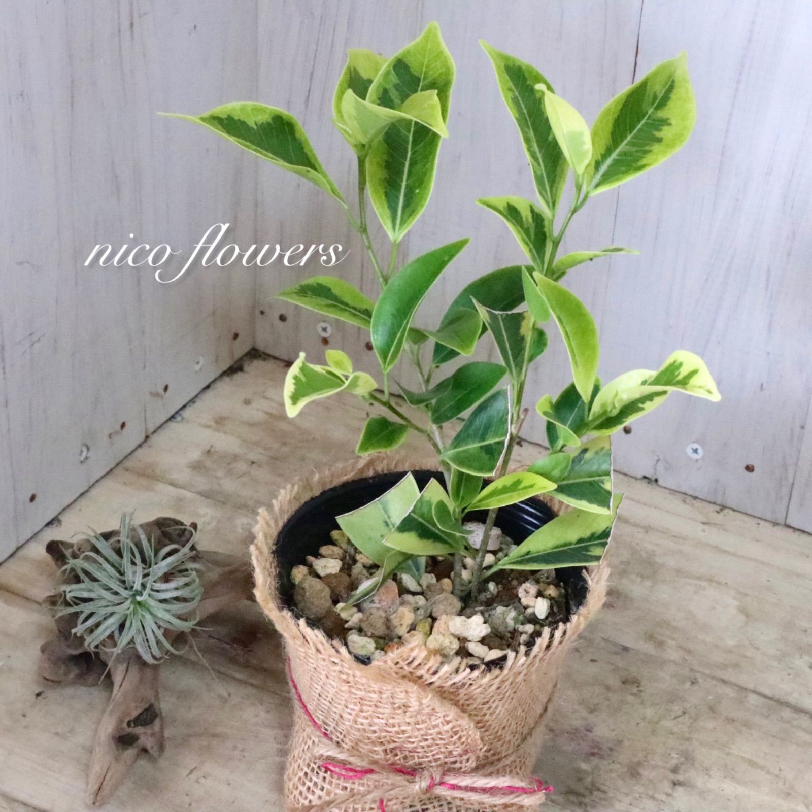 希少♡斑入り♡ガジュマル♡観葉植物♡ - メルカリ
