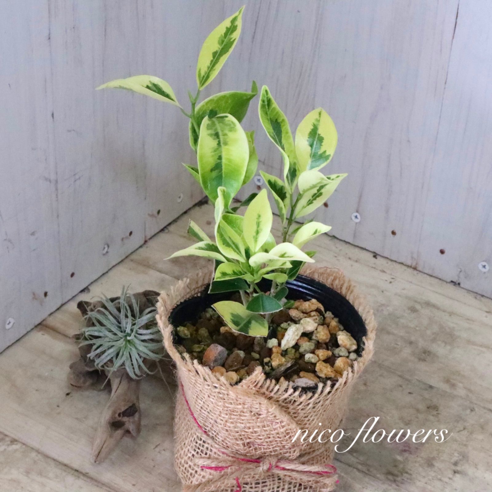 希少♡斑入り♡ガジュマル♡観葉植物♡ - メルカリ