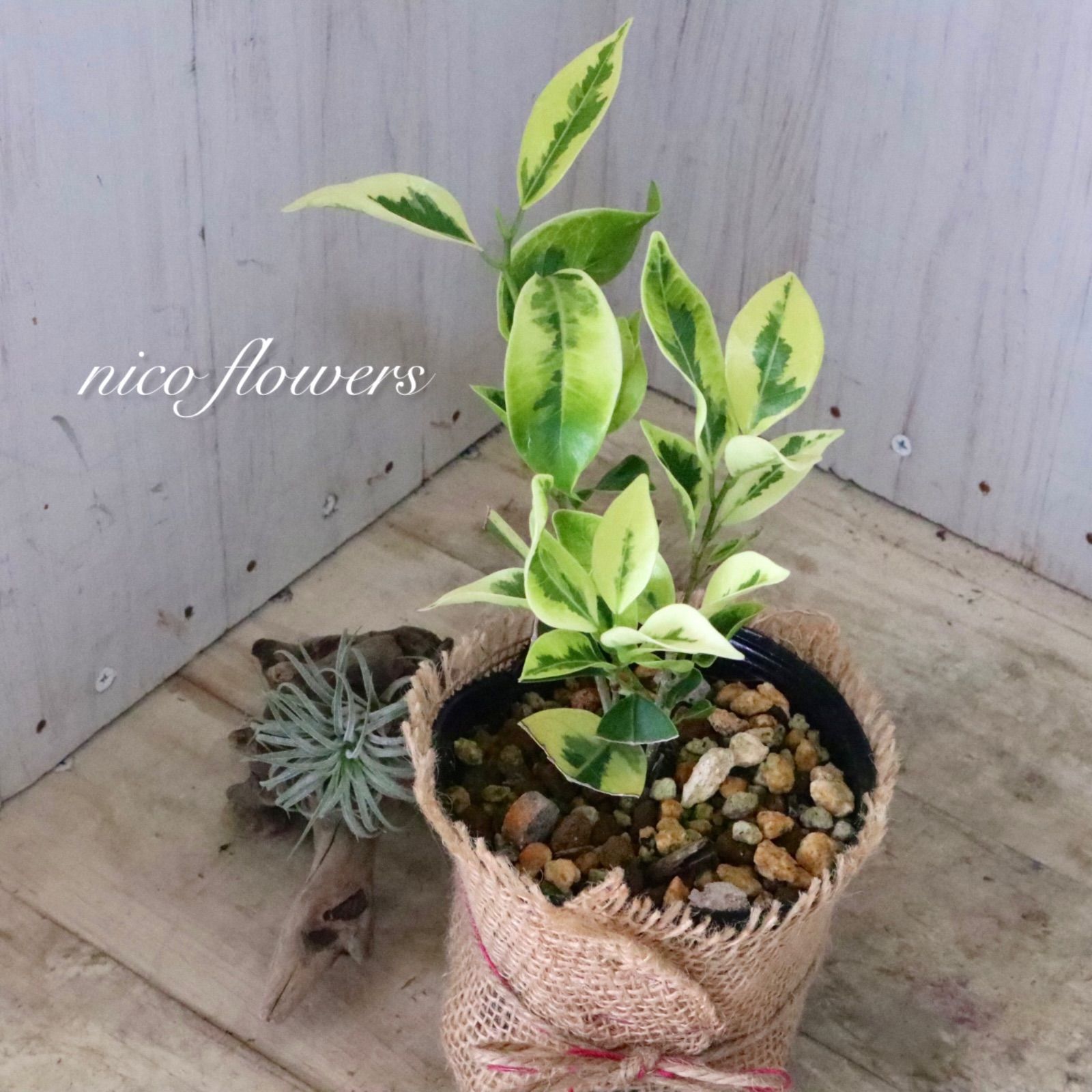 希少♡斑入り♡ガジュマル♡観葉植物♡ - メルカリ