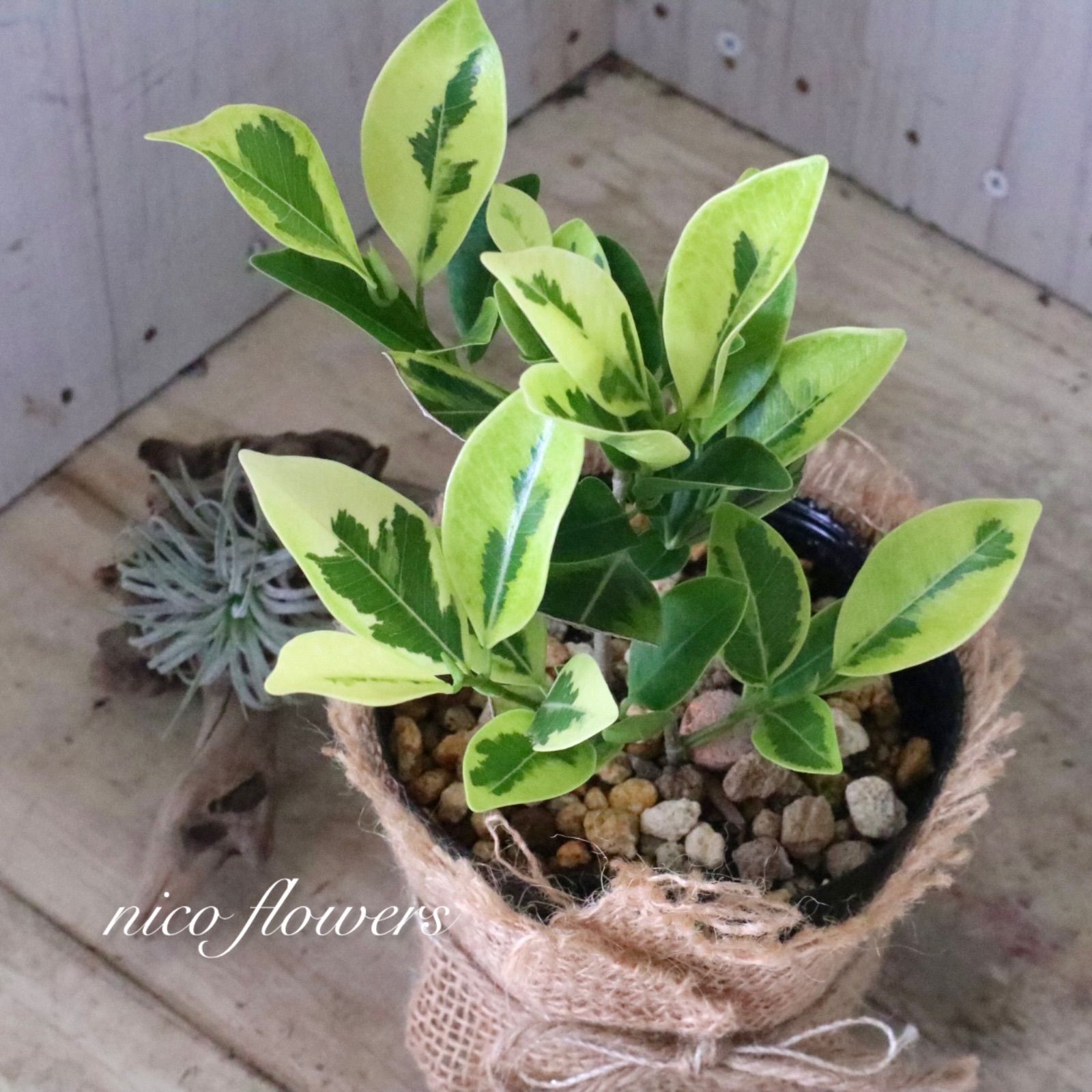 希少♡斑入り♡ガジュマル♡観葉植物♡ - メルカリ