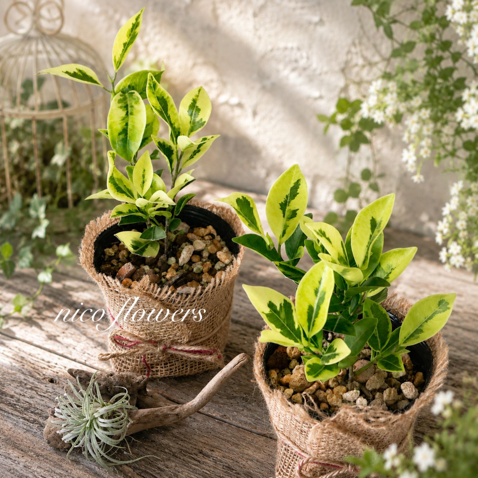 希少♡斑入り♡ガジュマル♡観葉植物♡ - メルカリ