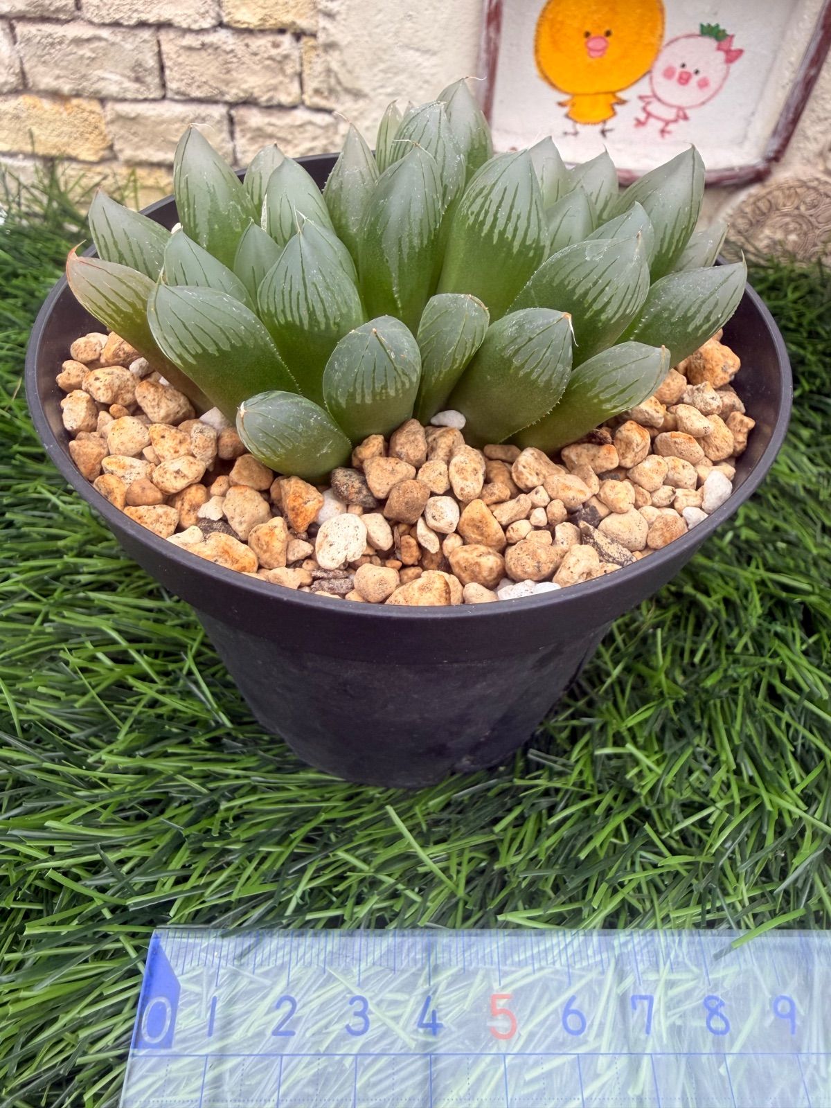 多肉植物💚大型オブツーサ💚ハオルチア💚抜き苗 - メルカリ