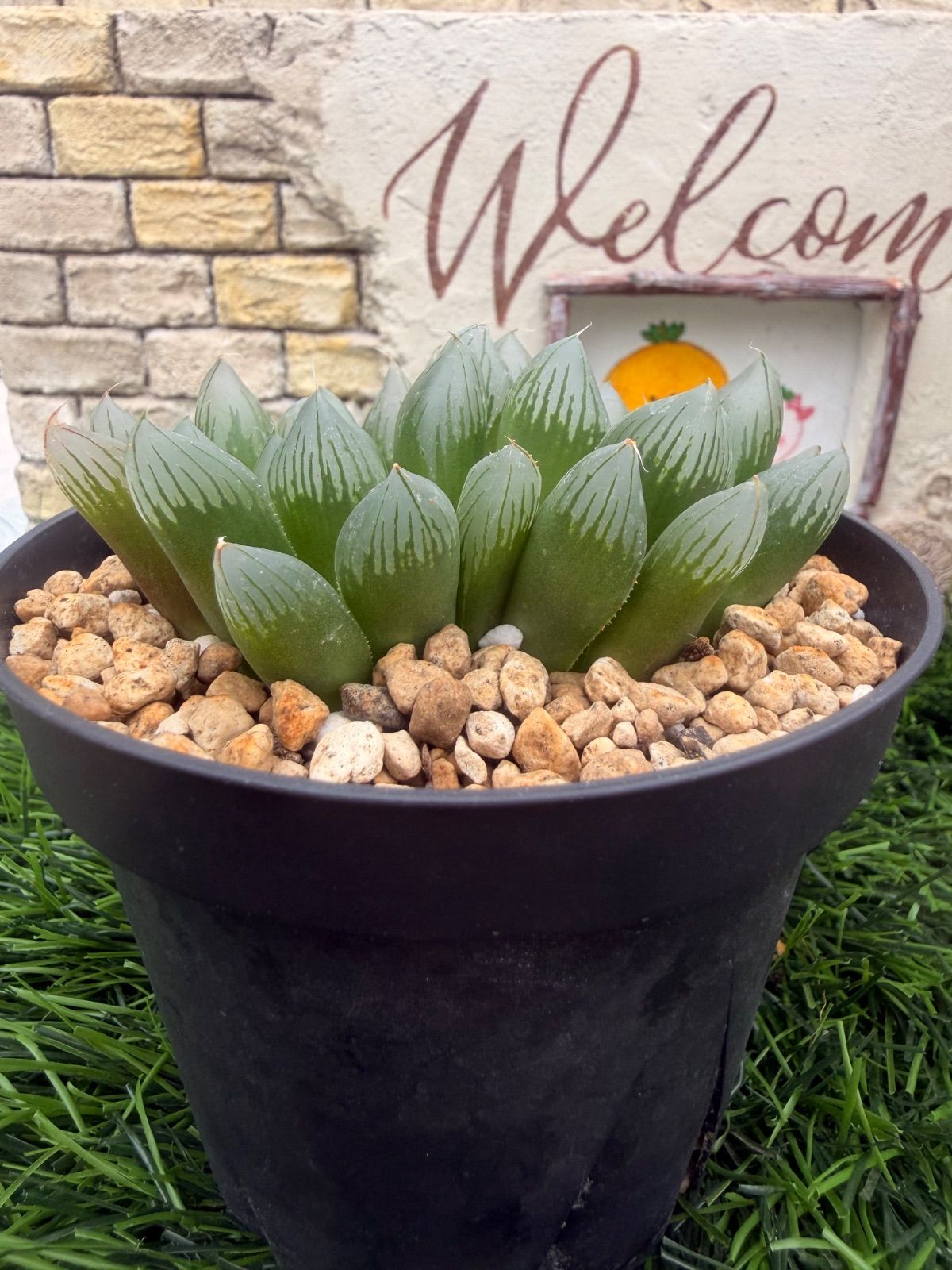 多肉植物💚大型オブツーサ💚ハオルチア💚抜き苗 - メルカリ