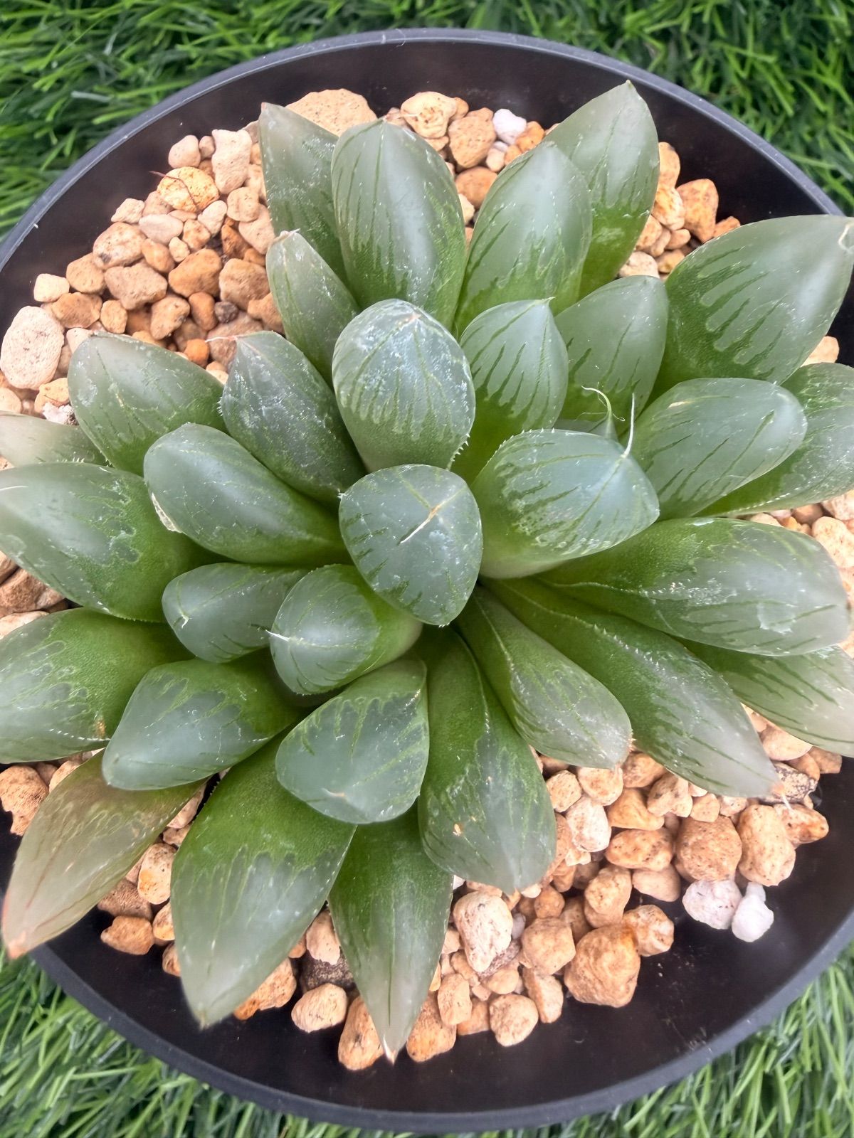 多肉植物💚大型オブツーサ💚ハオルチア💚抜き苗 - メルカリ