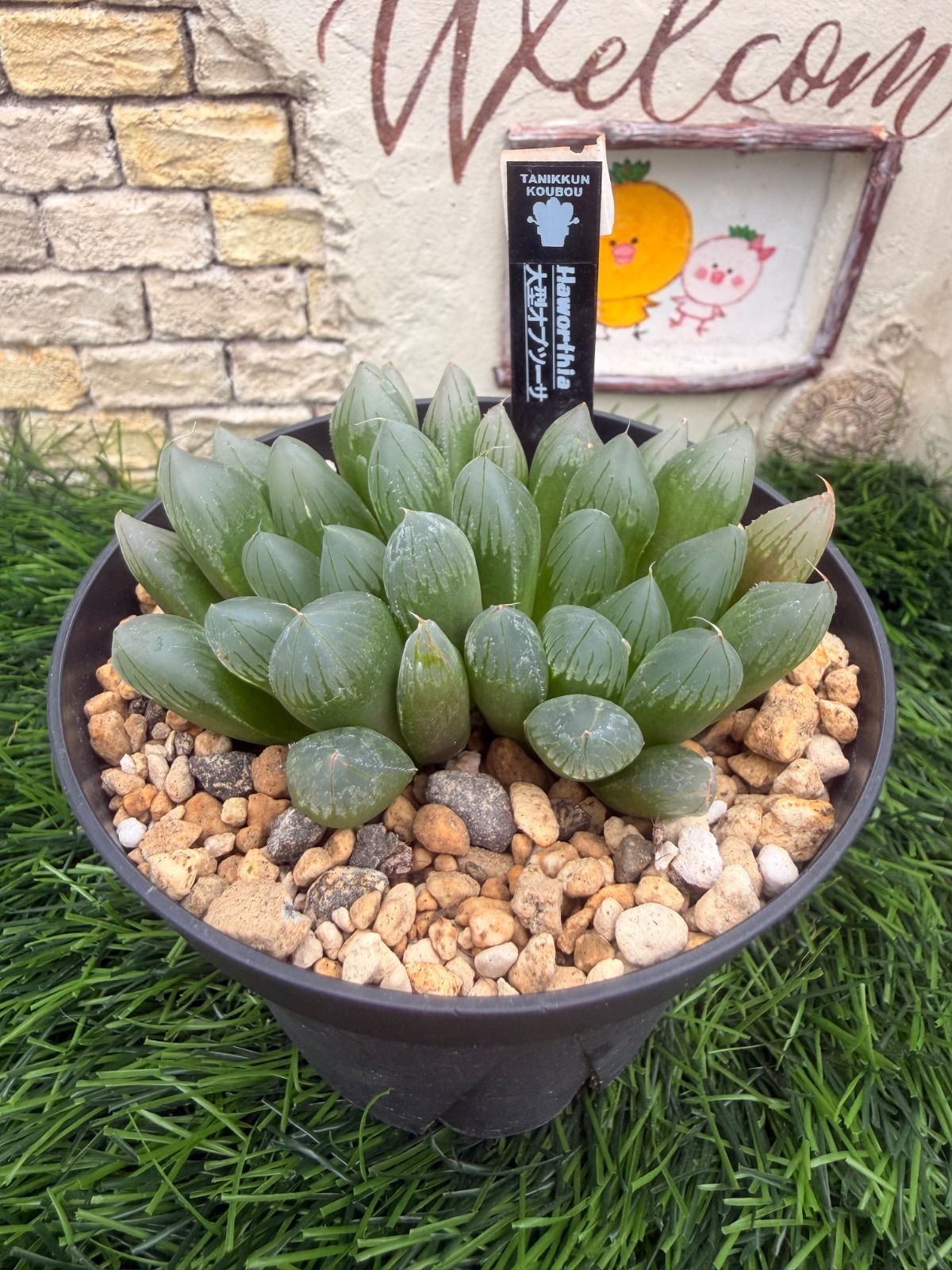 メルカリ便発送☆ハオルチア パイプの煙 多肉植物💚大型オブツーサ💚ハオルチア💚抜き苗 - メルカリ