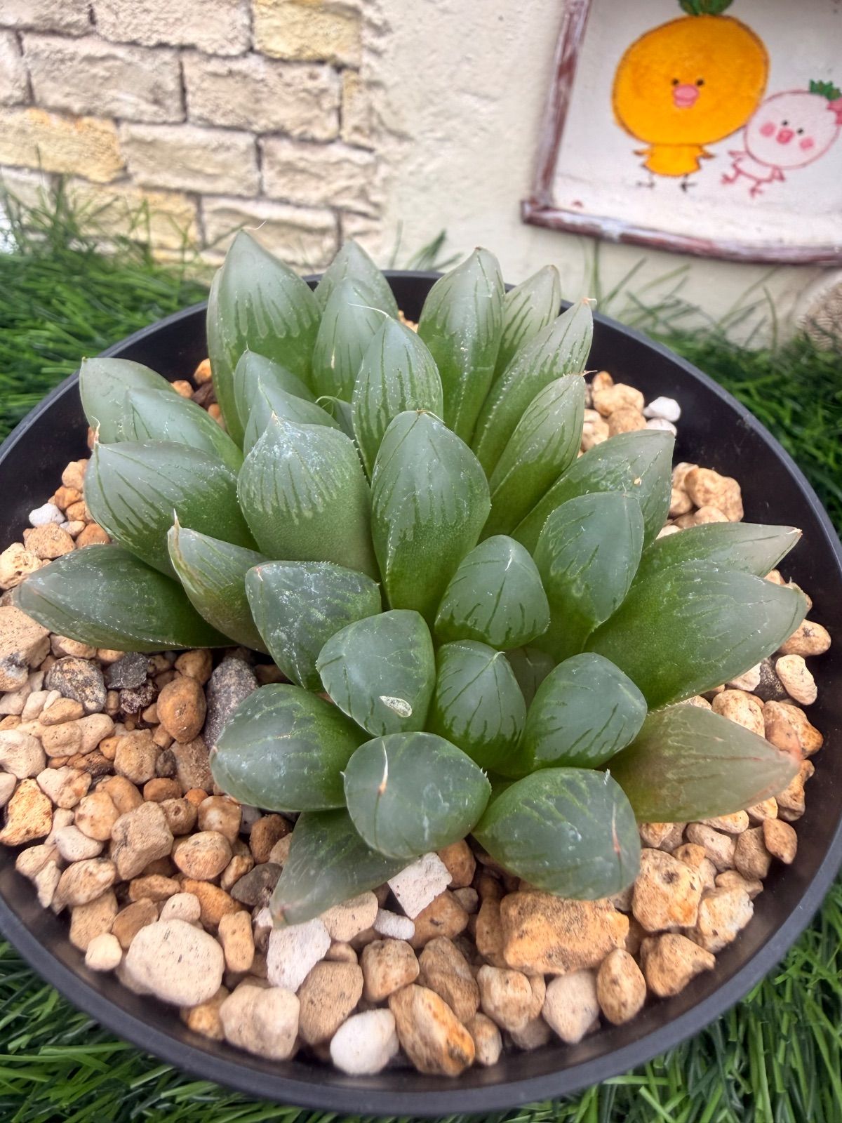 多肉植物💚大型オブツーサ💚ハオルチア💚抜き苗 - メルカリ
