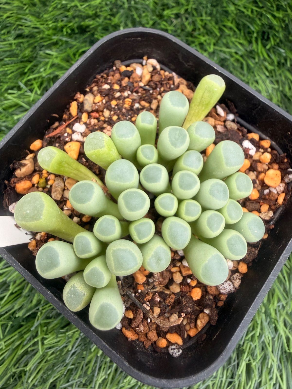 多肉植物💛フェネストラリア💛抜き苗 - メルカリ