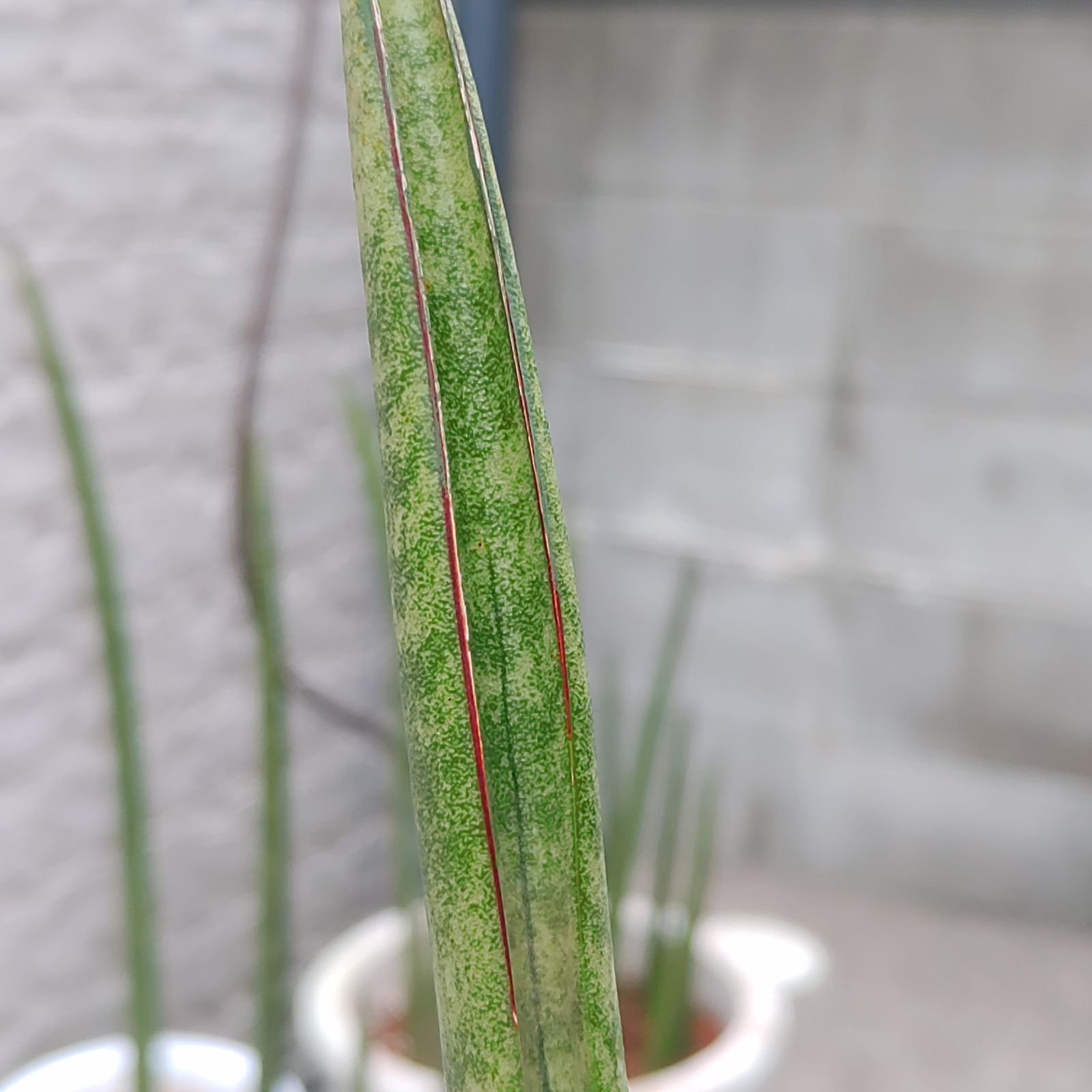 希少 サンセベリア スタッキー Sansevieria stuckyi - メルカリ