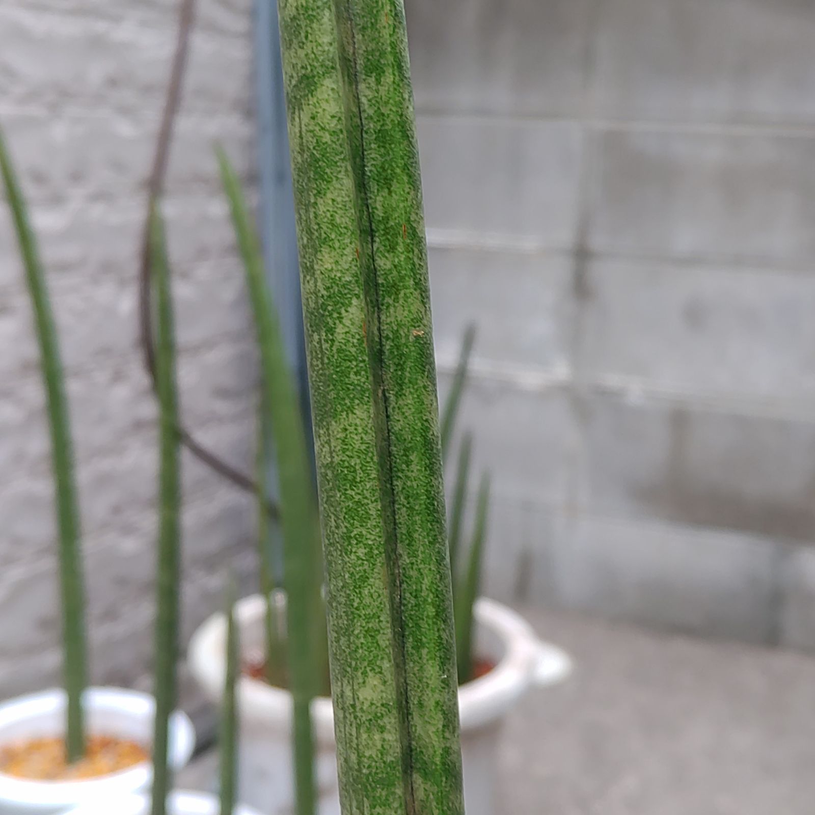 希少 サンセベリア スタッキー Sansevieria stuckyi - メルカリ