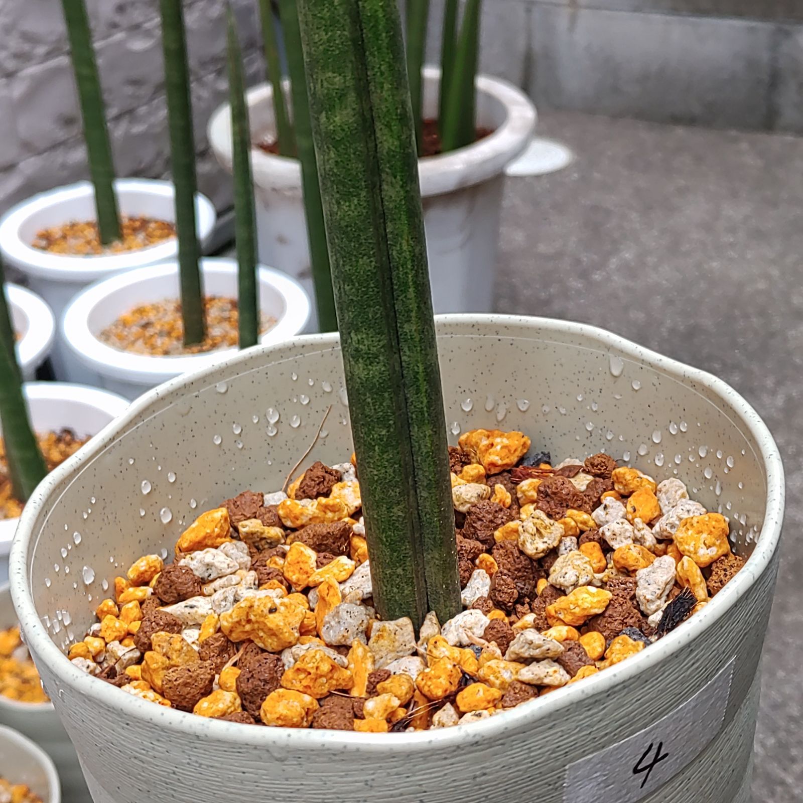 希少 サンセベリア スタッキー Sansevieria stuckyi - メルカリ