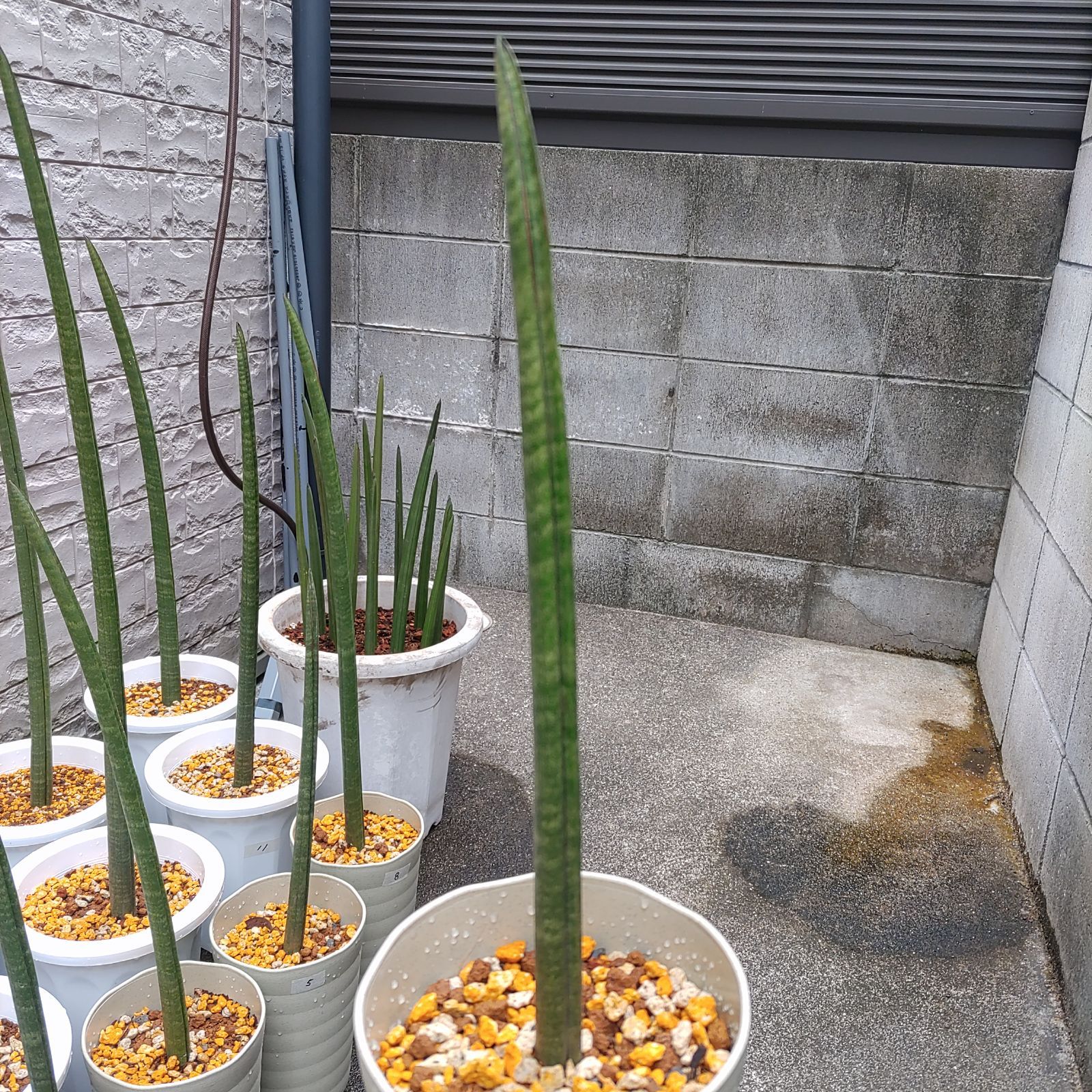 希少 サンセベリア スタッキー Sansevieria stuckyi - メルカリ