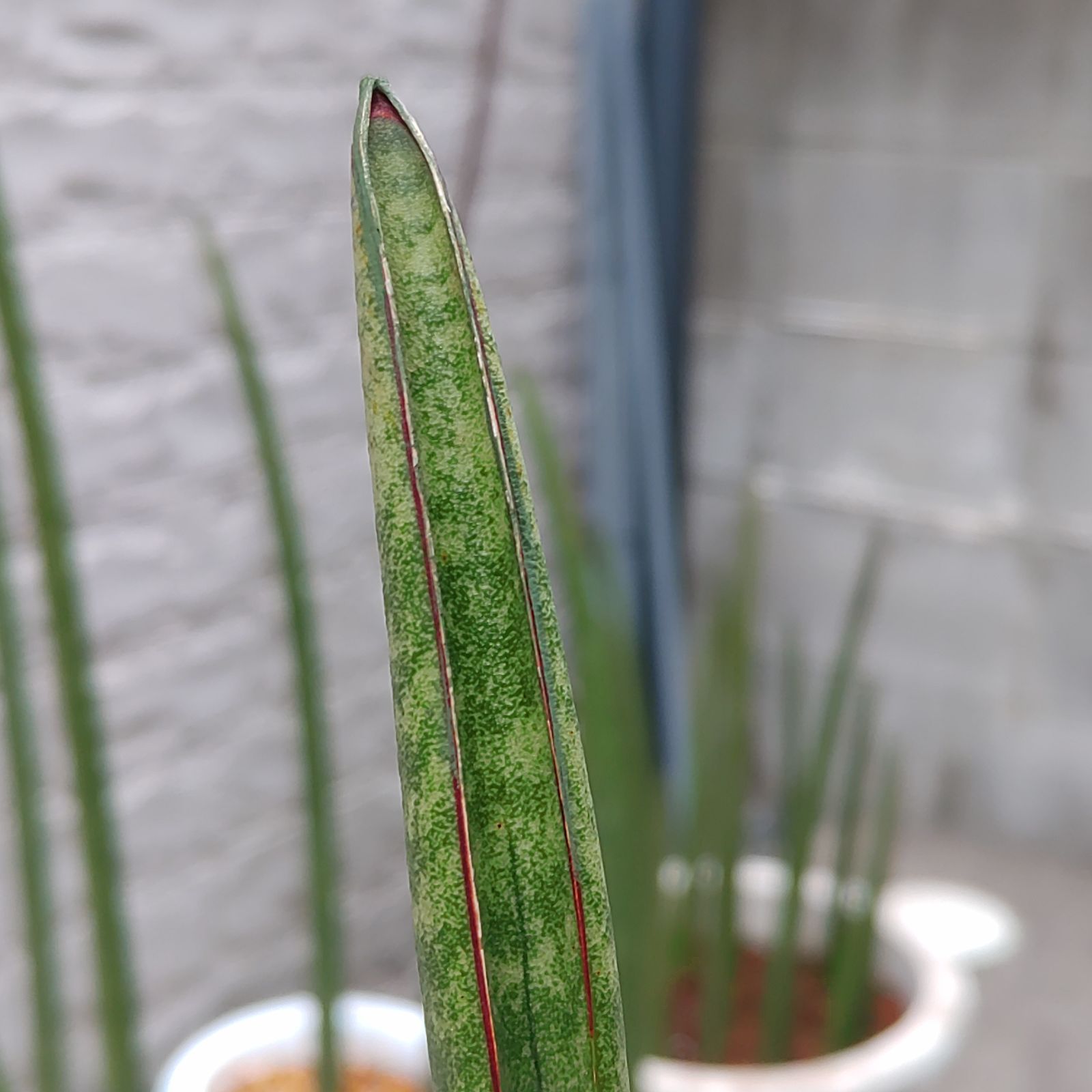希少 サンセベリア スタッキー Sansevieria stuckyi - メルカリ