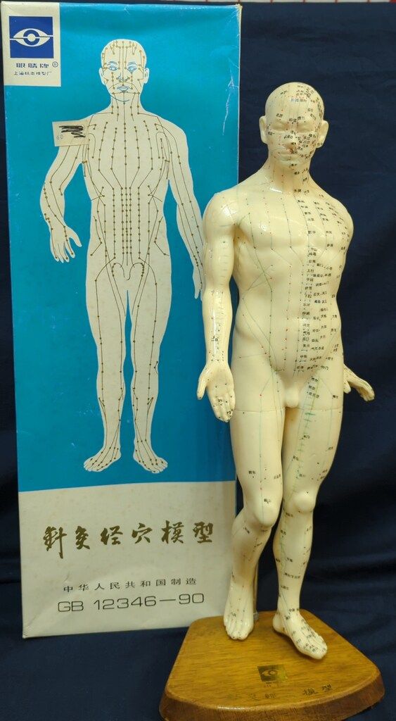 鍼灸経穴人体模型　コンプリート　中国鍼灸男性人体模型　耳　足　手 Amazon.co.jp: 鍼灸モデル鍼灸経絡モデル、人間の鍼灸モデル男性