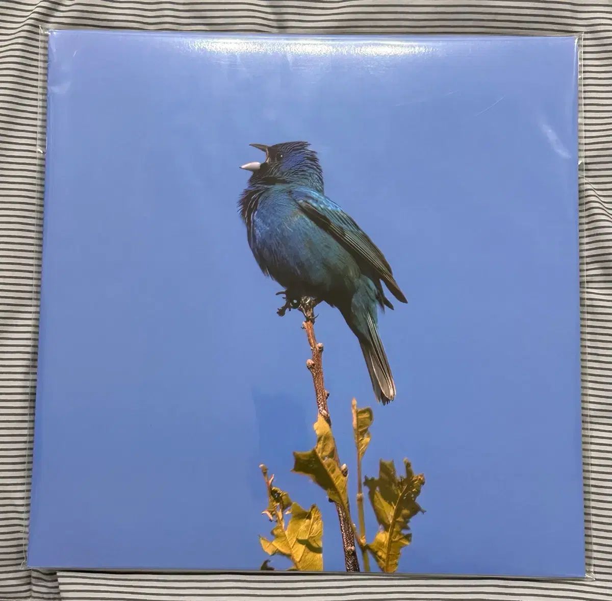 ユン・ジヨン blue bird lp 未開封 LP ヴァイナル ビニールレコード vinyl