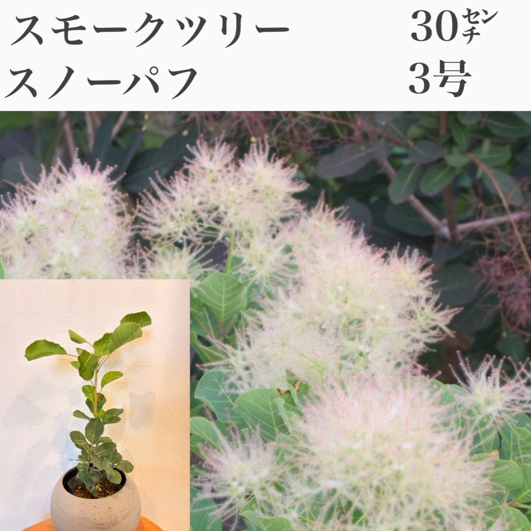 スモークツリー スノーパフ 苗・苗木 ① 3号 黒ポット発送！ ピンク