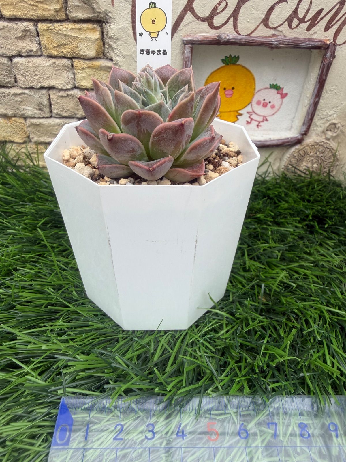 多肉植物🩵ウォータードロップ🩵抜き苗 - メルカリ